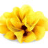 Floare-șifon-galben